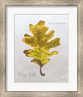 Framed Autumn Leaves on Gray III-Oak