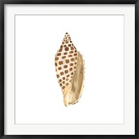 Framed Oceanum Shells White II-Junonia