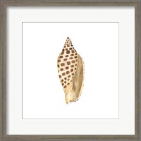 Framed 'Oceanum Shells White II-Junonia' border=