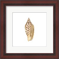 Framed 'Oceanum Shells White II-Junonia' border=