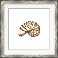 Framed 'Oceanum Shells White III-Nautilus' border=