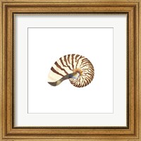 Framed Oceanum Shells White III-Nautilus