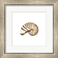 Framed 'Oceanum Shells White III-Nautilus' border=