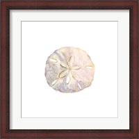 Framed Oceanum Shells White IV-Sand Dollar