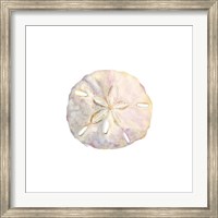 Framed Oceanum Shells White IV-Sand Dollar