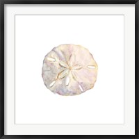 Framed Oceanum Shells White IV-Sand Dollar
