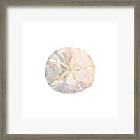 Framed 'Oceanum Shells White IV-Sand Dollar' border=