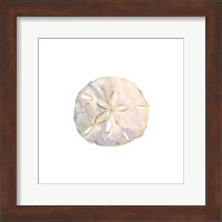 Framed Oceanum Shells White IV-Sand Dollar