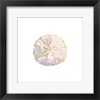Oceanum Shells White IV-Sand Dollar Framed Print