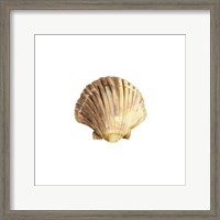 Framed 'Oceanum Shells White V-Scallop' border=