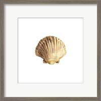 Framed 'Oceanum Shells White V-Scallop' border=