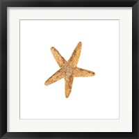 Framed 'Oceanum Shells White VI-Sea Star' border=