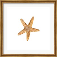 Framed Oceanum Shells White VI-Sea Star