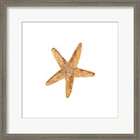 Framed 'Oceanum Shells White VI-Sea Star' border=