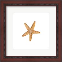 Framed 'Oceanum Shells White VI-Sea Star' border=