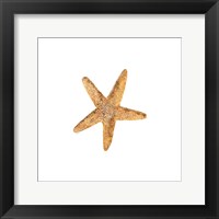 Oceanum Shells White VI-Sea Star Framed Print