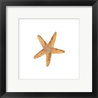 Framed 'Oceanum Shells White VI-Sea Star' border=