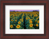 Framed Dawn Sunflowers
