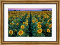 Framed Dawn Sunflowers