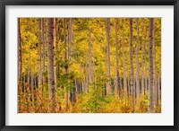 Framed Independence Pass