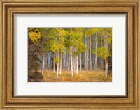 Framed June Lake Aspen