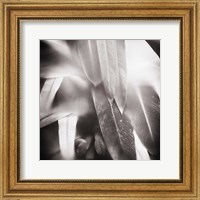 Framed Evergreen No. 4