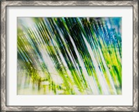 Framed Evergreen No. 6
