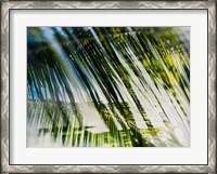 Framed Evergreen No. 10