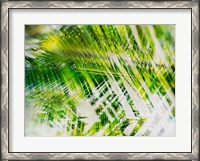 Framed Evergreen No. 11