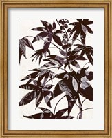 Framed Castor Bean 2