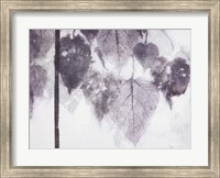 Framed Catalpa