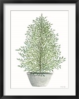 Framed Cedar Tree in Pot