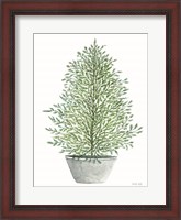 Framed Cedar Tree in Pot