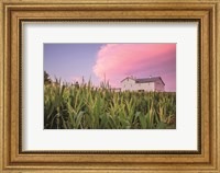 Framed Corn Crop