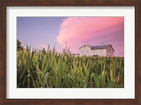 Framed Corn Crop