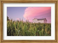 Framed Corn Crop
