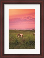 Framed Horse at Sunset