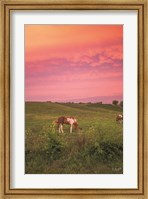 Framed Horse at Sunset