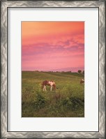 Framed Horse at Sunset