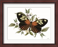 Framed Botanical Butterfly Heliconius