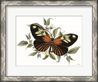 Framed Botanical Butterfly Heliconius
