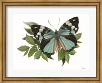 Framed Botanical Butterfly Common Gem