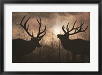 Framed Elk Sunrise III