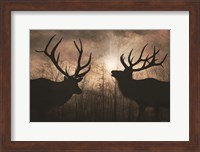 Framed Elk Sunrise III