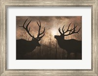 Framed Elk Sunrise III