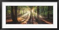 Framed Sun Rays in the Forest I