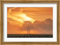 Framed Morning Glory