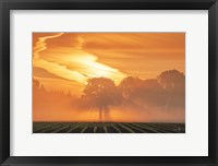 Framed Morning Glory