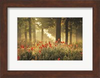 Framed Poppy Forest