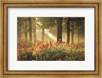 Framed Poppy Forest